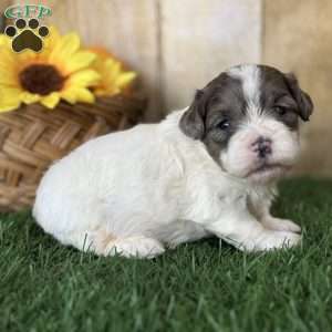 Hazel, Shih-Poo Puppy